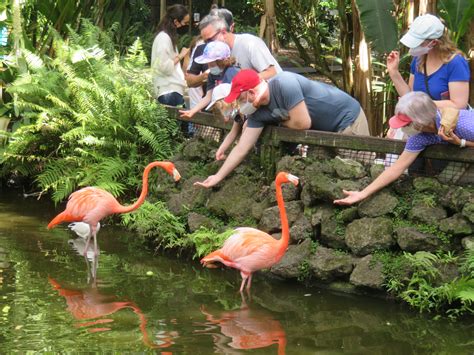 Flamingo gardens nursery - Flamingo Gardens. 3750 S. Flamingo Rd. Davie, FL 33330 (954) 473-2955 Visit Website Popular Topics. Beaches Deals Eat & Drink Events Places To Stay Things to Do Travel Ideas Places To Go Attractions Sitemap Theme Parks ...